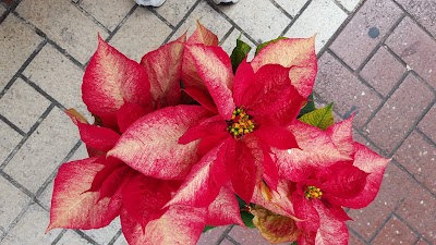 Photos of Floristeria Myriam