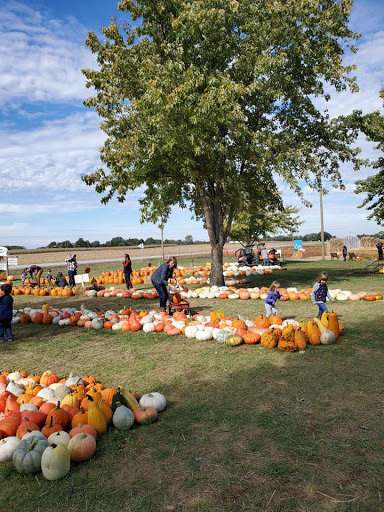 Rinkel Pumpkin Farm - Thumbnail