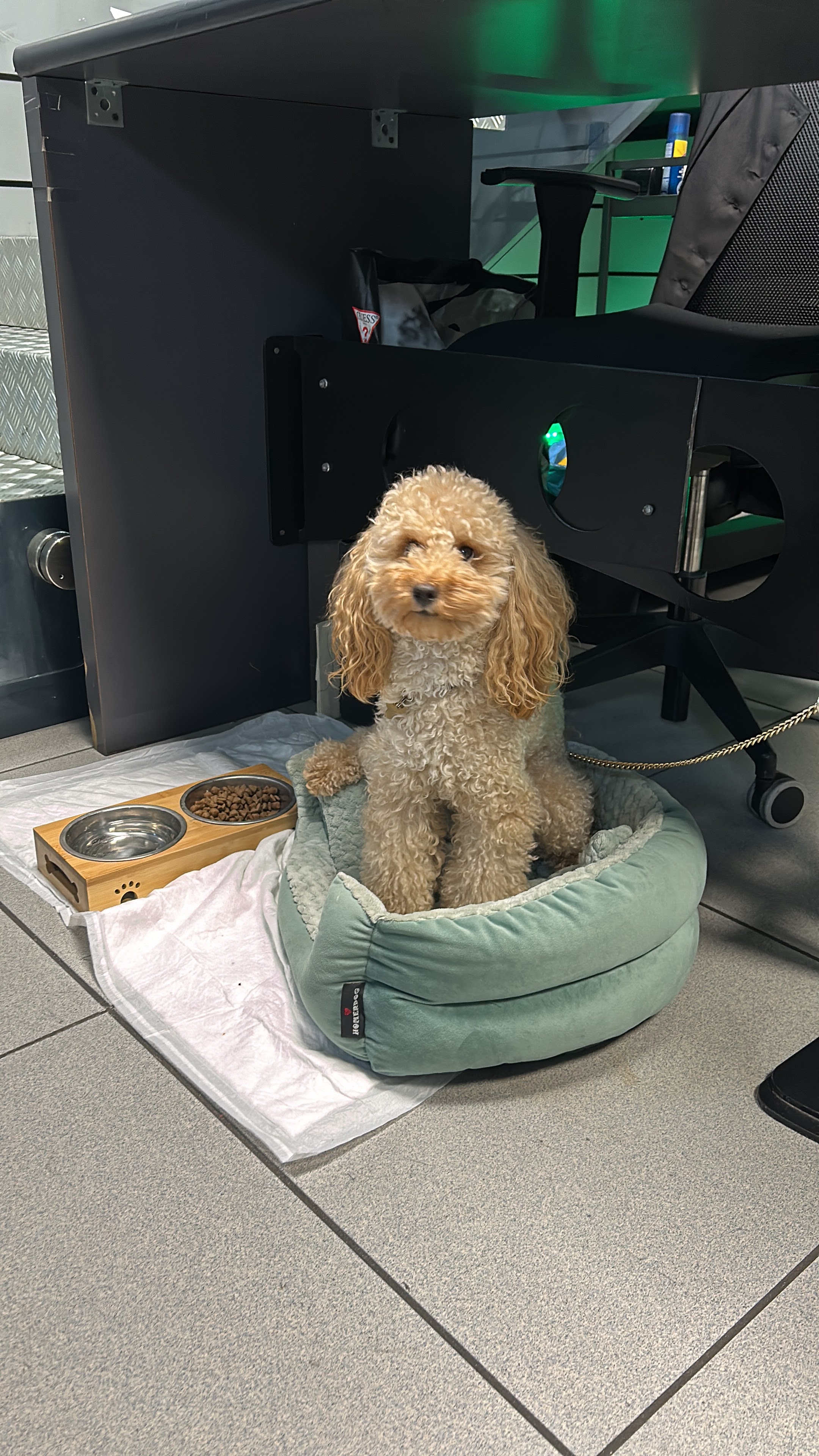 DA LUZ ARAUJO CAMILA 5