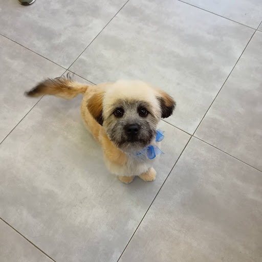 Peluquería Canina Saly