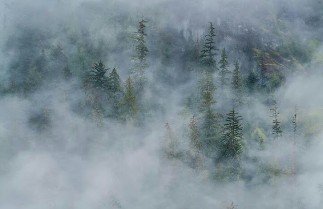 Great Bear Rainforest