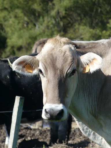 Photo 1 - Gaec Maris