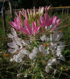 Photo n°21 de Le Potager de Nicolas à Issendolus (Maraîcher)