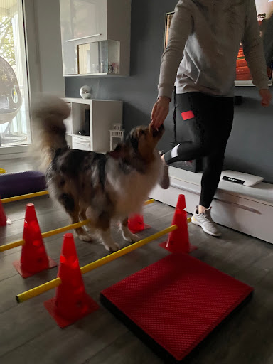 Caroline Wagner - Canis Curatio Hundephysiotherapie, Haiger - Thumbnail