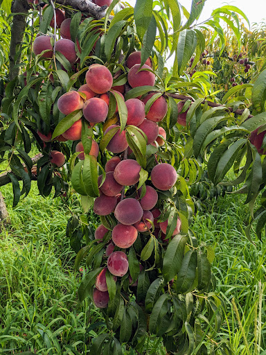 Bush Neck Farm - Thumbnail
