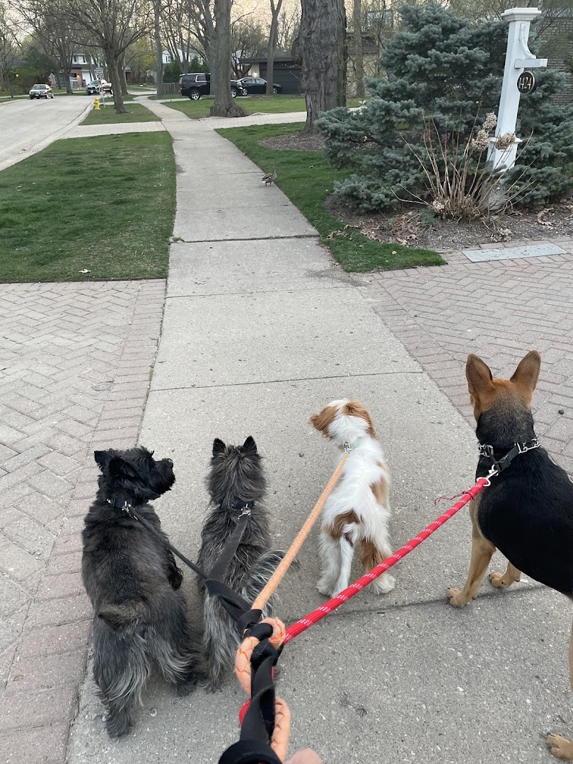 Four legs with Meg