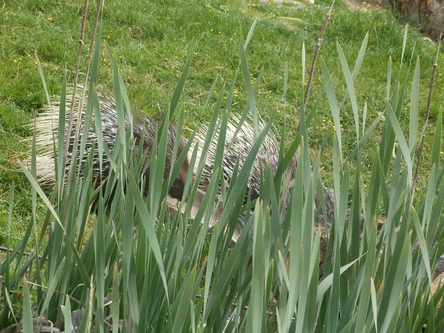 Réserve zoologique de la Haute-Touche