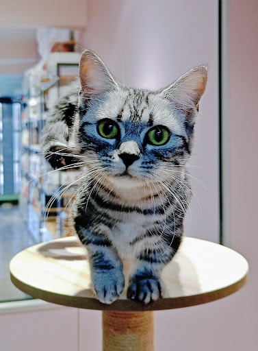 Leisure with Pets