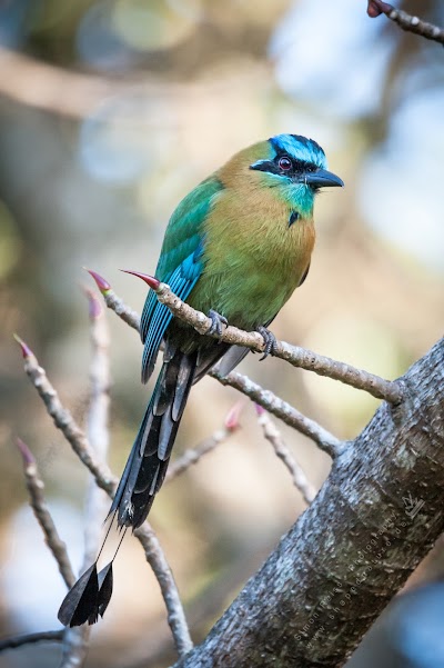 Photos of El Bosque Trails