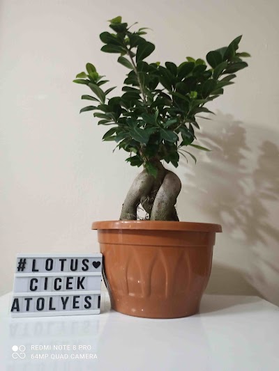 Lotus Çiçekçilik