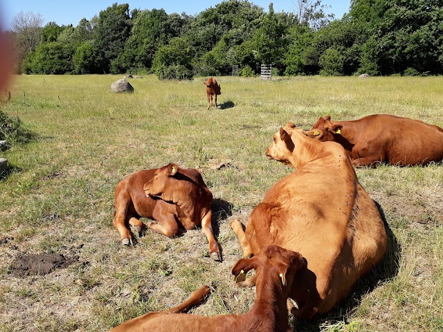 Fredriksdals museet & trädgårdar