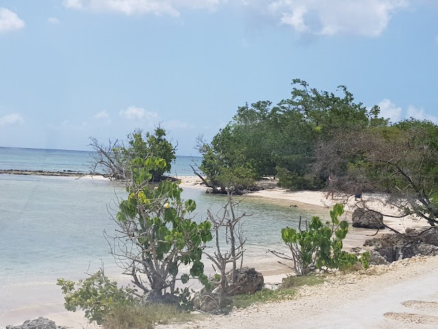 Observation de la mangrove