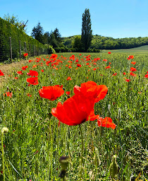 Photo n°6 de Aude Guériteau à Maule (Psychothérapeute)
