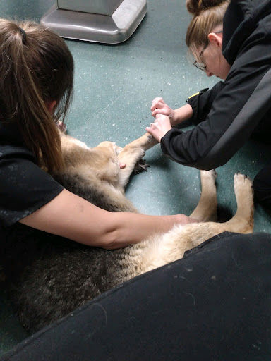 Dawson Veterinary Clinic - Thumbnail