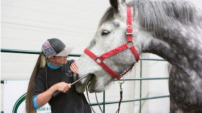 Twisted T Equine Dentistry