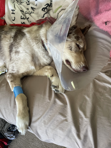 Omaha Animal Medical Group - Thumbnail
