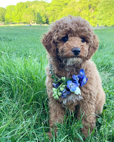 Lucy's Flowers by null