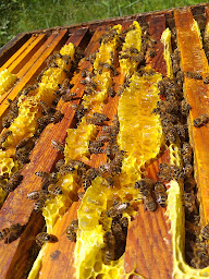 Photo n°9 de Blanc David Apiculture à Chastel-Nouvel (Miellerie)
