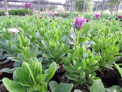 Photos of Vivero Las Higueras
