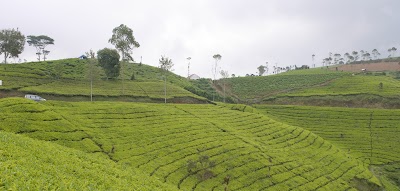 Photos of Puncak Mulya