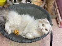 ペットシッターサービス エン