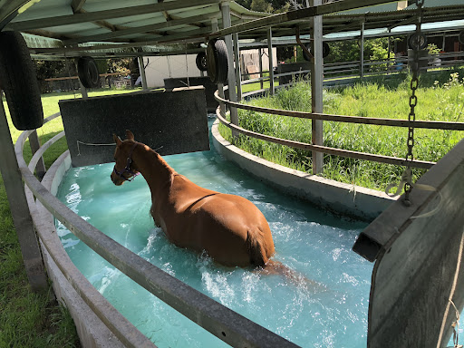 Kaidon park equine salt therapy and rehab - Thumbnail
