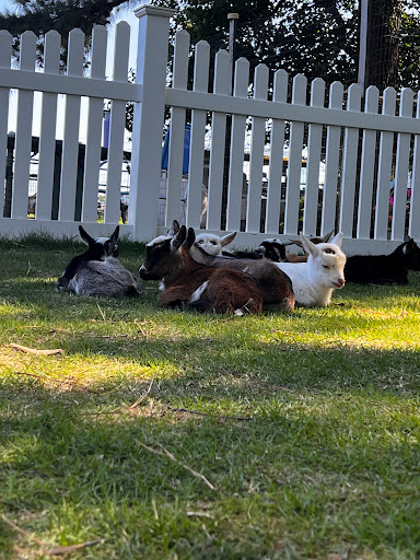 Goat Joy - Thumbnail