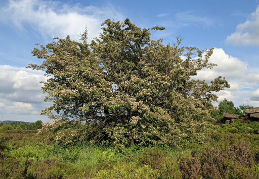 Minnie's Tree