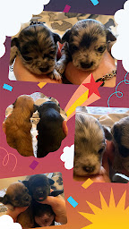 Photo n°4 de Elevage de Chihuahuas 