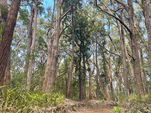 Maunahui-Makakupa'ia Trail Head - Thumbnail