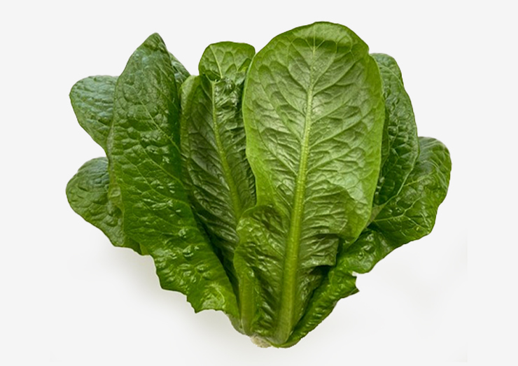 株式会社ツバキベジムーブ 本社・小浜第1工場