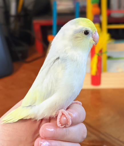 ROYAL AVIAN PLUS - Thumbnail