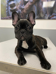 Photo n°3 de Clinique Vétérinaire Hermès à Marseille (Pharmacie vétérinaire)