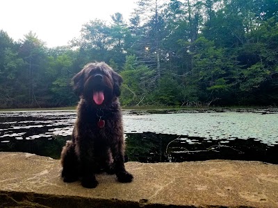 Brattleboro Watershed Forest