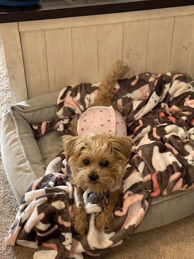 Cumberland Animal Hospital Pa - Thumbnail