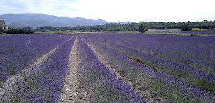 Photo n°61 de Restaurant La Fontaine à Vaison-la-Romaine (Restaurant français)