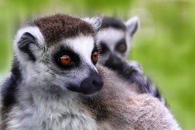 Photos of Creation Kingdom Zoo Inc