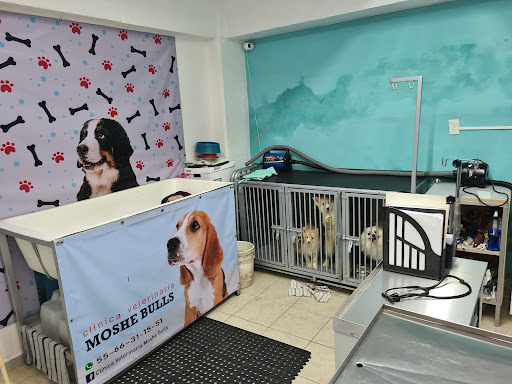 Clinica Veterinaria 24 horas