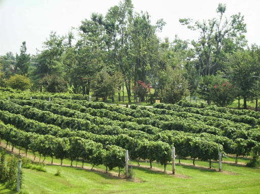 Purple Toad Winery Gallery - United States