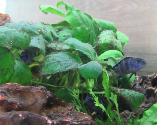 Furia Aquatics - Visual