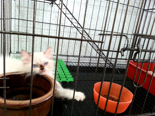AFIYAHVET CAT MEDISPA