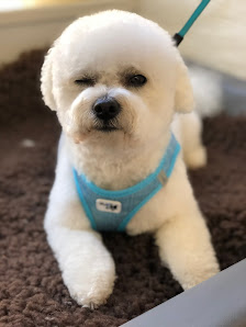 Bild: Hundesalon Am Meeresmuseum Vom Inhaber