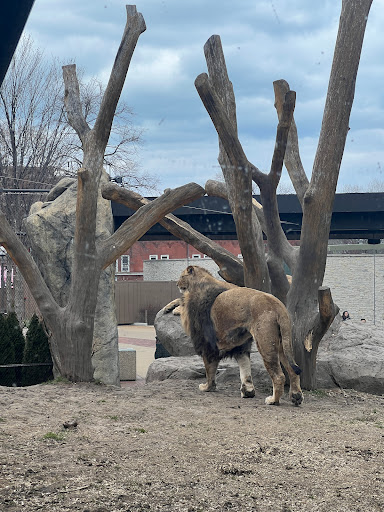 Camel & Zebra - Thumbnail