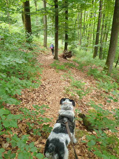 Plattenweg - Visual