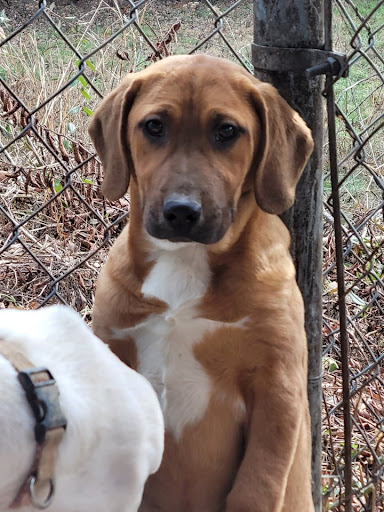 Anderson Humane Society, Inc. - Thumbnail