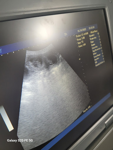 MiniPaws Microchipping - Visual