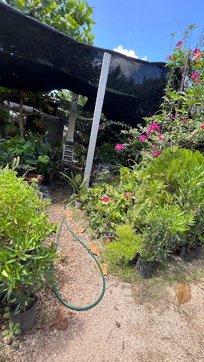 Vivero la Herradura - Thumbnail