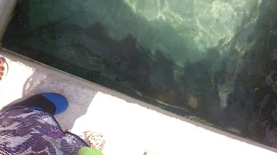 Photos of Club Nautico Delfines