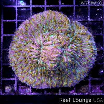 Reef Lounge USA