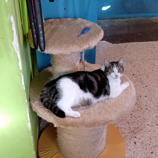 VETERINARIA Pets House